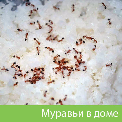 Муравьи в доме в Набережных Челнах